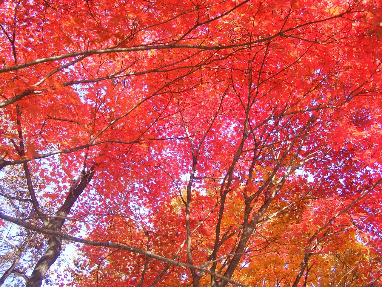 autumn-leaves-258726_1280